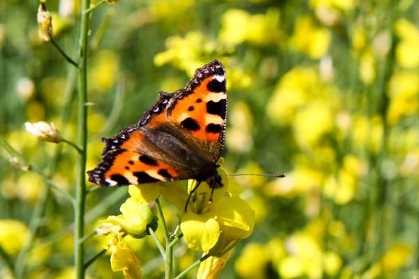 Rypsi ja rapsi | Lantmännen Agro